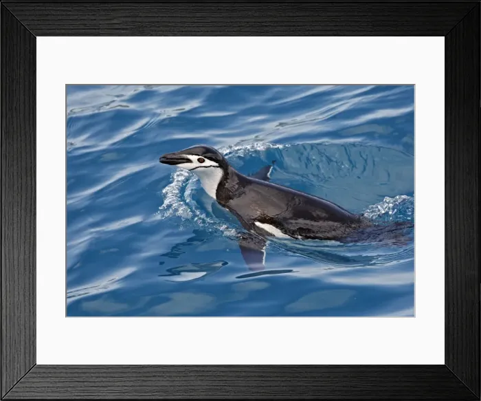 Framed Print : Picture No. 10884609 Framed Print : Picture No. 10884609