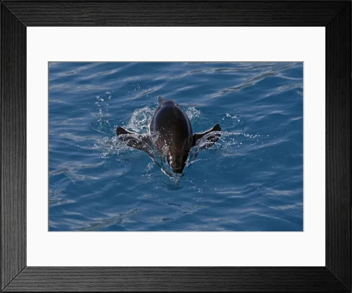 Framed Print : Picture No. 10884612 Framed Print : Picture No. 10884612