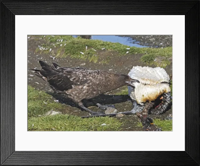 Framed Print : Picture No. 10884615 Framed Print : Picture No. 10884615