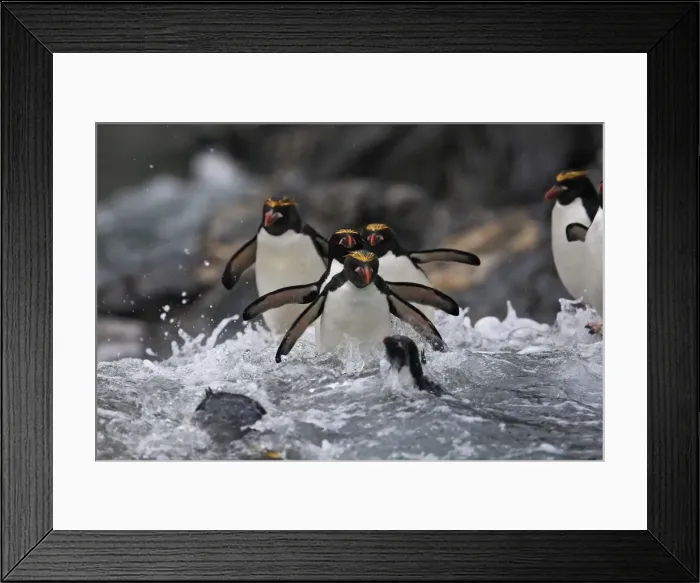 Framed Print : Picture No. 10884628 Framed Print : Picture No. 10884628