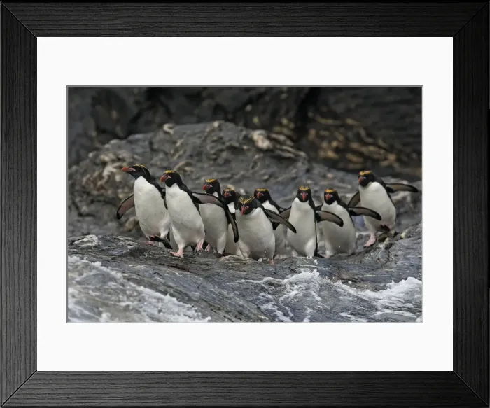 Framed Print : Picture No. 10884629 Framed Print : Picture No. 10884629