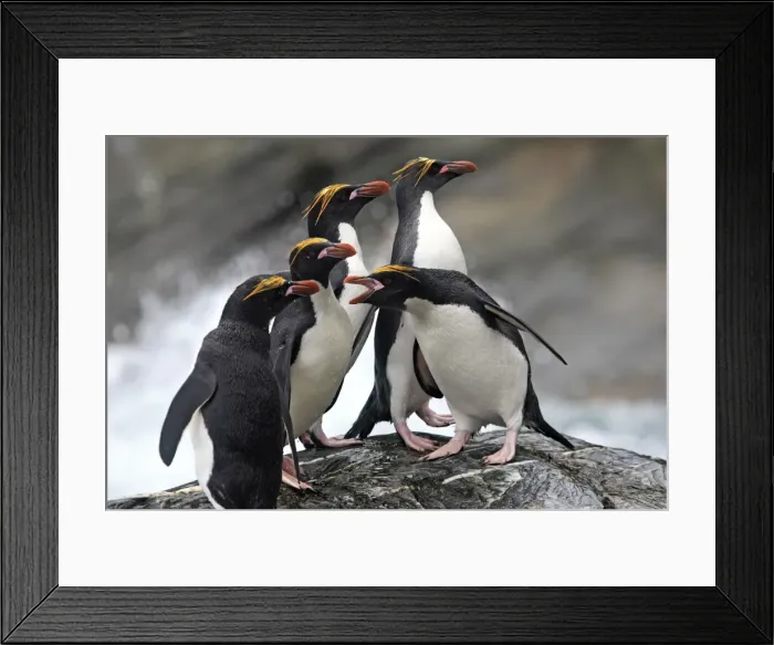 Framed Print : Picture No. 10884631 Framed Print : Picture No. 10884631