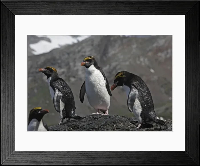 Framed Print : Picture No. 10884634 Framed Print : Picture No. 10884634