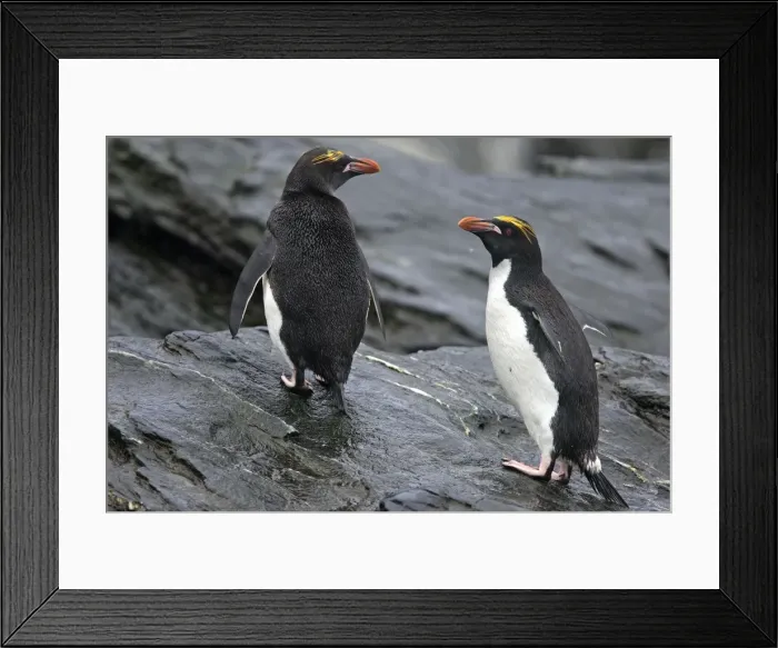 Framed Print : Picture No. 10884633 Framed Print : Picture No. 10884633