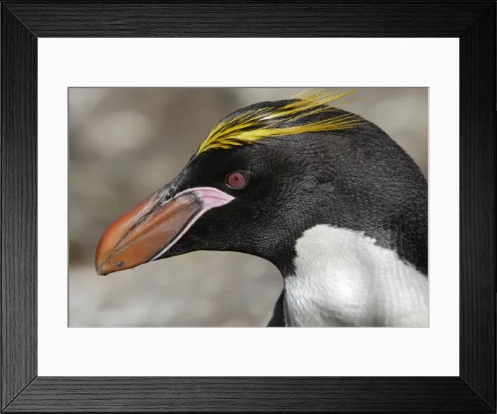 Framed Print : Picture No. 10884636 Framed Print : Picture No. 10884636