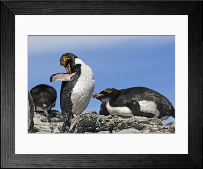 Framed Print : Picture No. 10884635 Framed Print : Picture No. 10884635