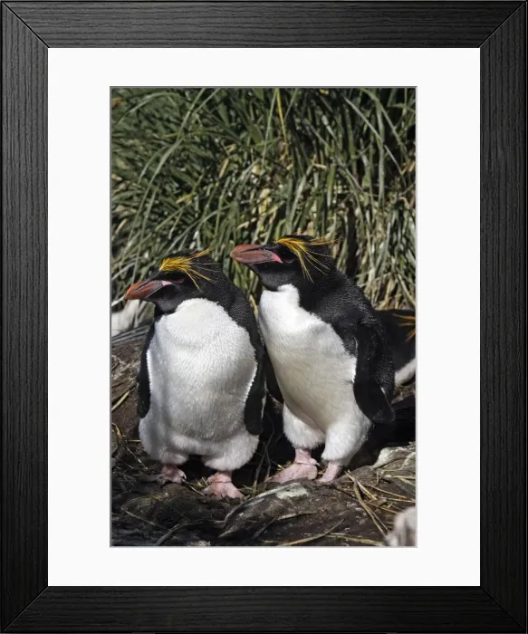 Framed Print : Picture No. 10884638 Framed Print : Picture No. 10884638