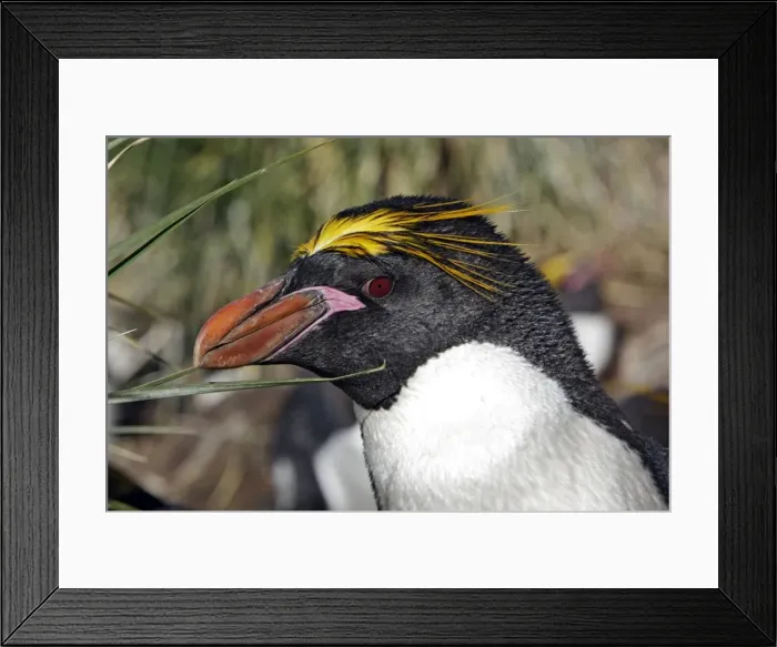 Framed Print : Picture No. 10884637 Framed Print : Picture No. 10884637