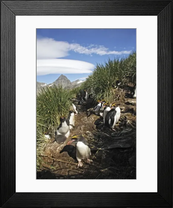 Framed Print : Picture No. 10884639 Framed Print : Picture No. 10884639