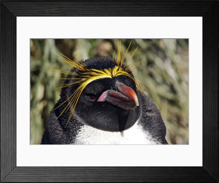 Framed Print : Picture No. 10884640 Framed Print : Picture No. 10884640
