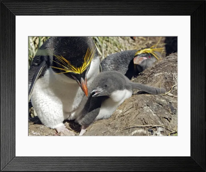 Framed Print : Picture No. 10884641 Framed Print : Picture No. 10884641