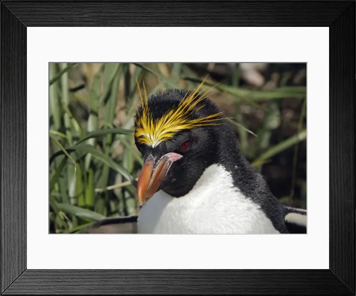 Framed Print : Picture No. 10884645 Framed Print : Picture No. 10884645
