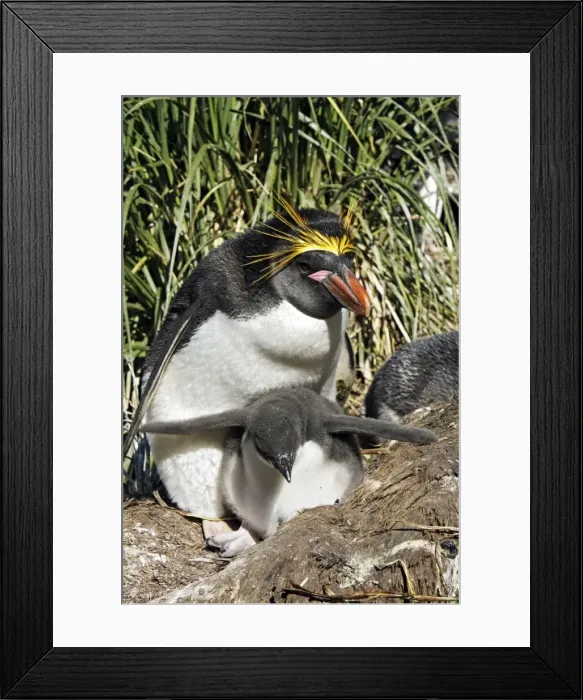 Framed Print : Picture No. 10884642 Framed Print : Picture No. 10884642
