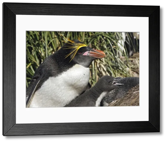 Framed Print : Picture No. 10884643 Framed Print : Picture No. 10884643