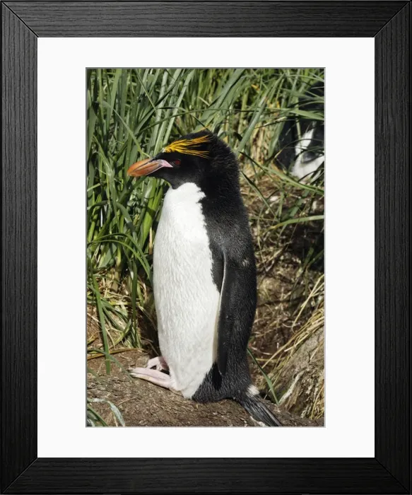 Framed Print : Picture No. 10884646 Framed Print : Picture No. 10884646