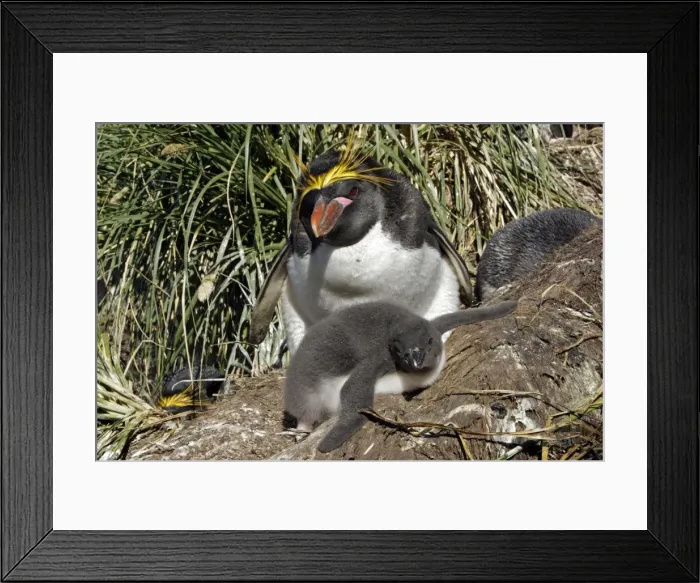 Framed Print : Picture No. 10884644 Framed Print : Picture No. 10884644