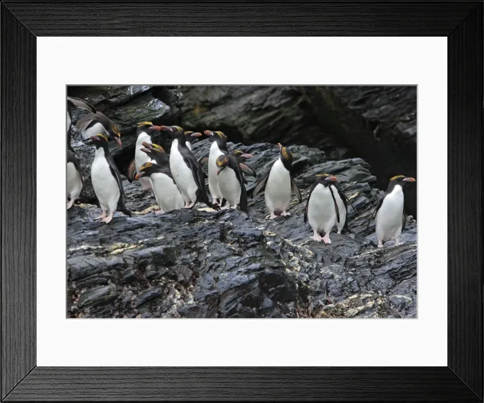 Framed Print : Picture No. 10884650 Framed Print : Picture No. 10884650