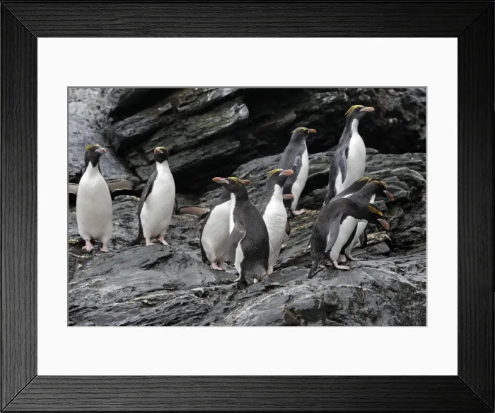 Framed Print : Picture No. 10884647 Framed Print : Picture No. 10884647