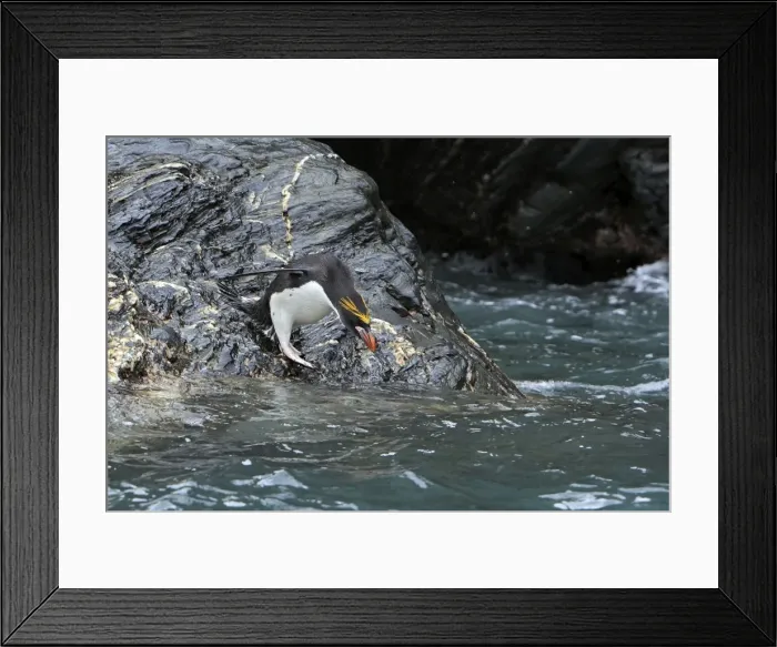 Framed Print : Picture No. 10884649 Framed Print : Picture No. 10884649