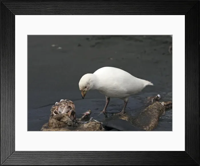 Framed Print : Picture No. 10884678 Framed Print : Picture No. 10884678