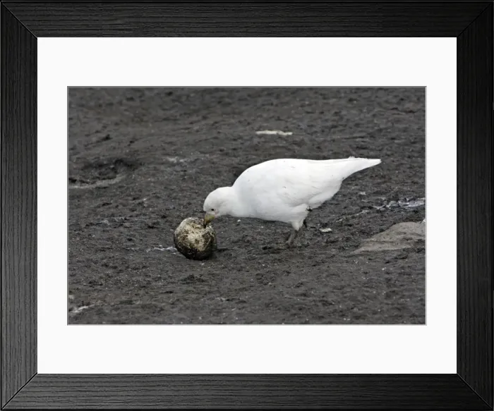 Framed Print : Picture No. 10884680 Framed Print : Picture No. 10884680