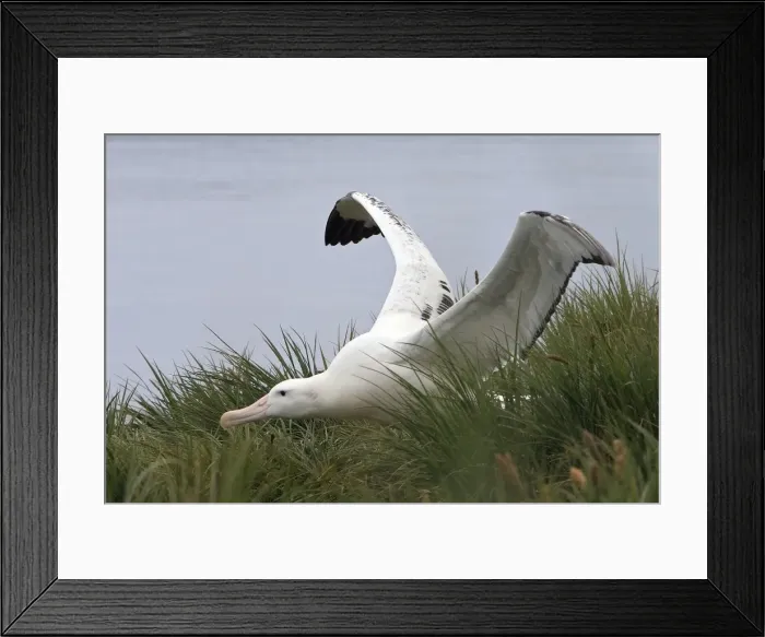 Framed Print : Picture No. 10884681 Framed Print : Picture No. 10884681