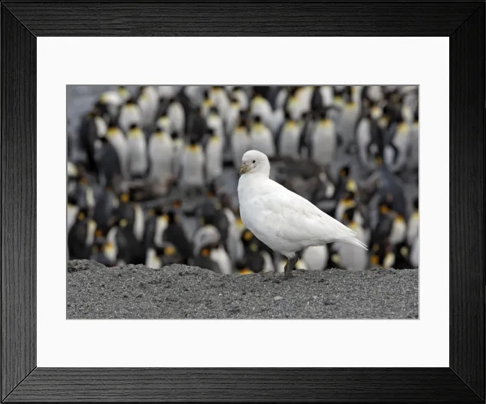 Framed Print : Picture No. 10884679 Framed Print : Picture No. 10884679
