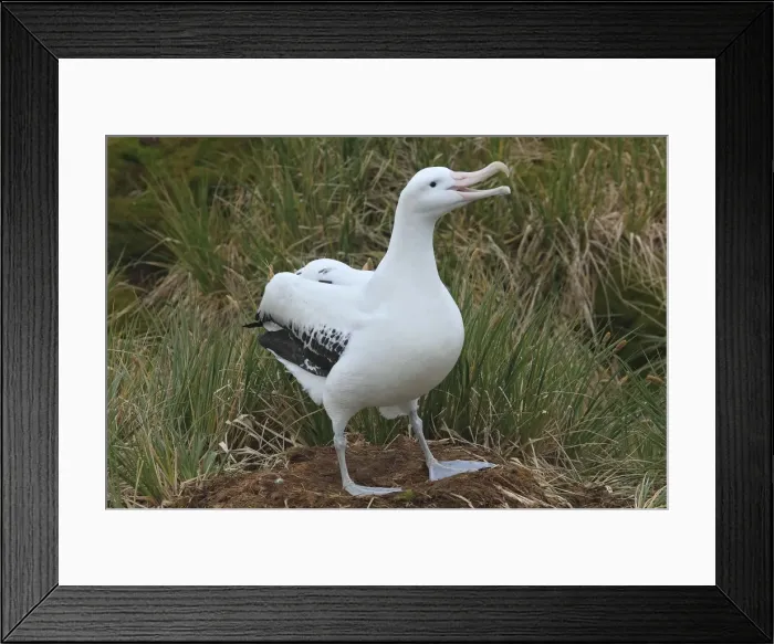 Framed Print : Picture No. 10884686 Framed Print : Picture No. 10884686