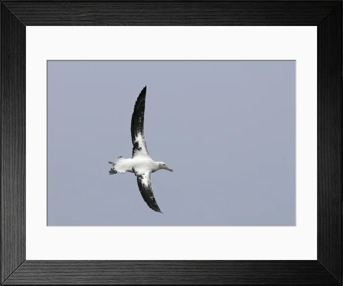 Framed Print : Picture No. 10884688