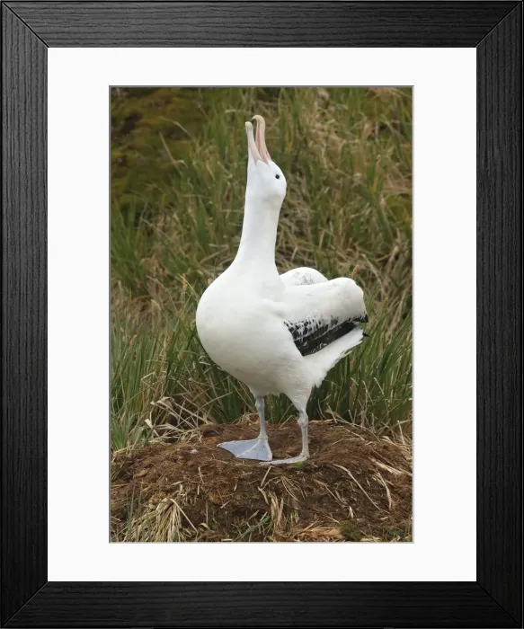 Framed Print : Picture No. 10884687 Framed Print : Picture No. 10884687