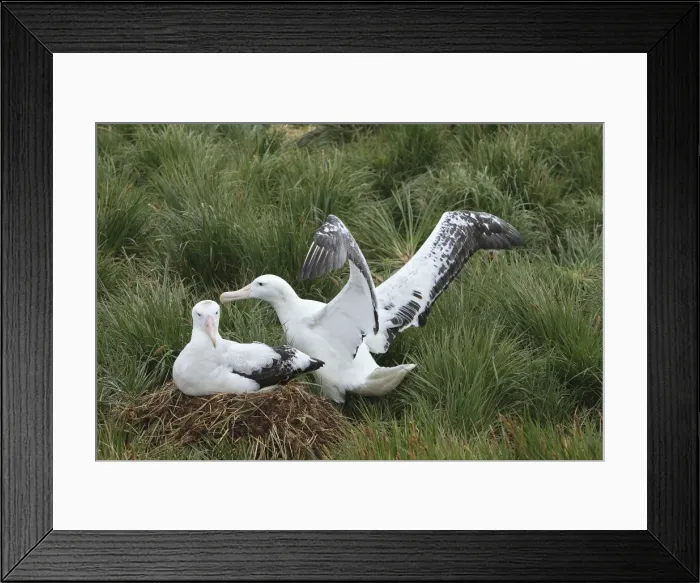 Framed Print : Picture No. 10884683 Framed Print : Picture No. 10884683