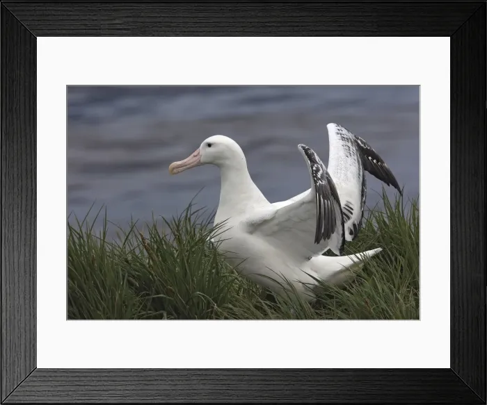 Framed Print : Picture No. 10884691 Framed Print : Picture No. 10884691