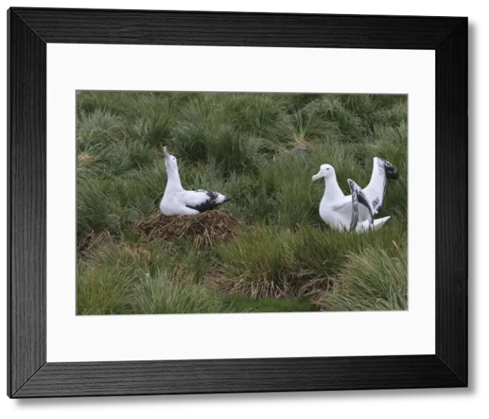 Framed Print : Picture No. 10884684 Framed Print : Picture No. 10884684
