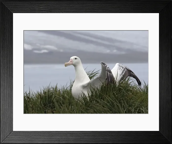 Framed Print : Picture No. 10884689 Framed Print : Picture No. 10884689