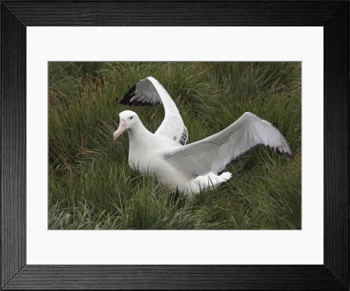 Framed Print : Picture No. 10884693 Framed Print : Picture No. 10884693