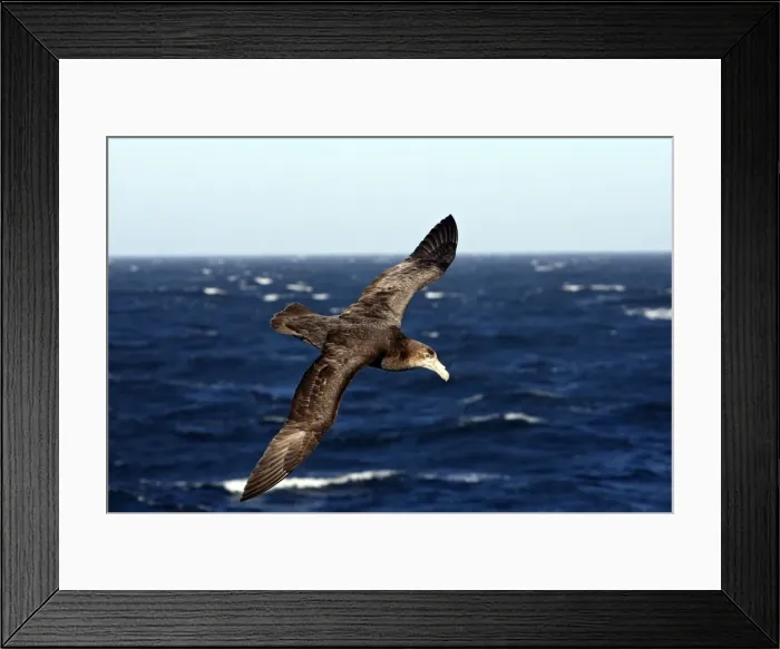 Framed Print : Picture No. 10884695 Framed Print : Picture No. 10884695
