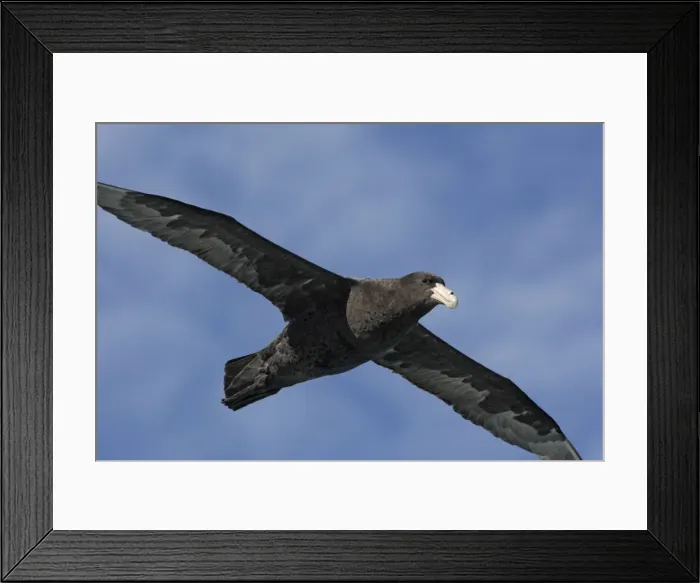 Framed Print : Picture No. 10884696 Framed Print : Picture No. 10884696