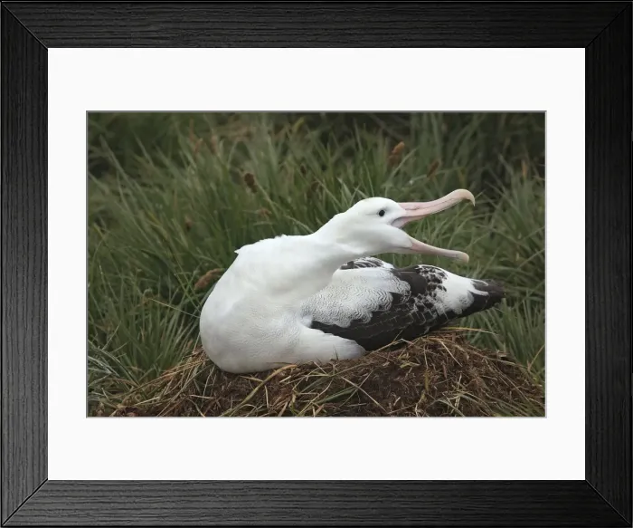 Framed Print : Picture No. 10884692 Framed Print : Picture No. 10884692