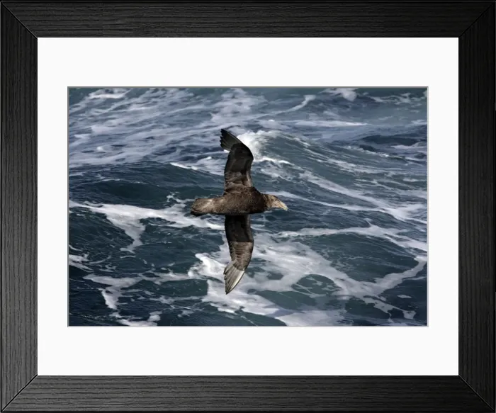 Framed Print : Picture No. 10884697 Framed Print : Picture No. 10884697