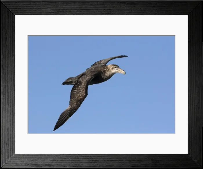 Framed Print : Picture No. 10884698 Framed Print : Picture No. 10884698
