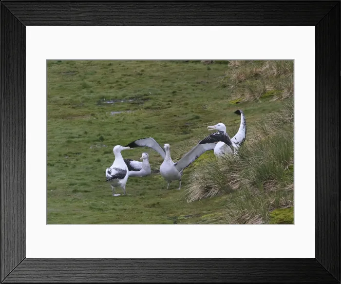 Framed Print : Picture No. 10884694 Framed Print : Picture No. 10884694
