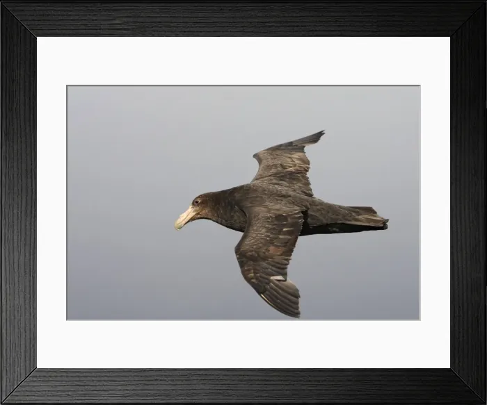 Framed Print : Picture No. 10884701 Framed Print : Picture No. 10884701