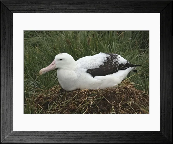 Framed Print : Picture No. 10884690