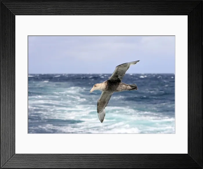 Framed Print : Picture No. 10884699