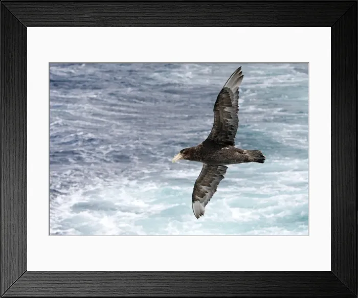 Framed Print : Picture No. 10884700