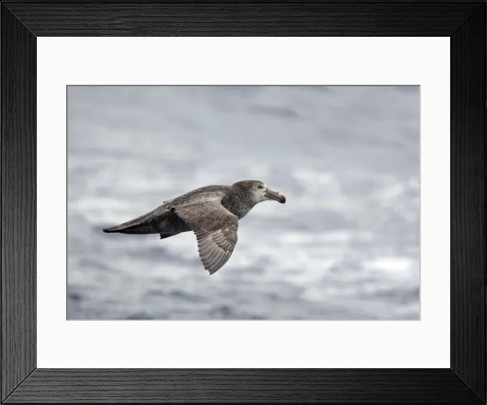 Framed Print : Picture No. 10884703
