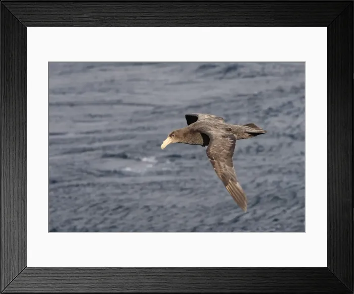 Framed Print : Picture No. 10884702