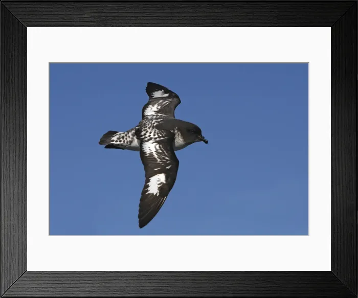 Framed Print : Picture No. 10884705 Framed Print : Picture No. 10884705