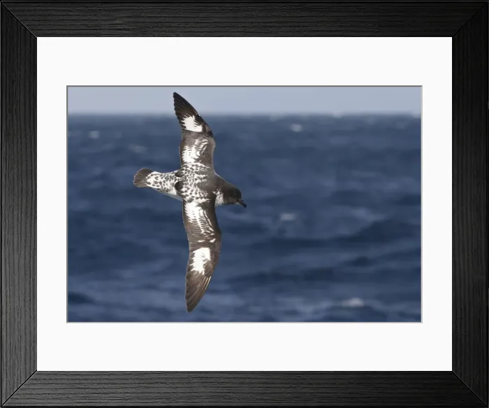 Framed Print : Picture No. 10884707 Framed Print : Picture No. 10884707