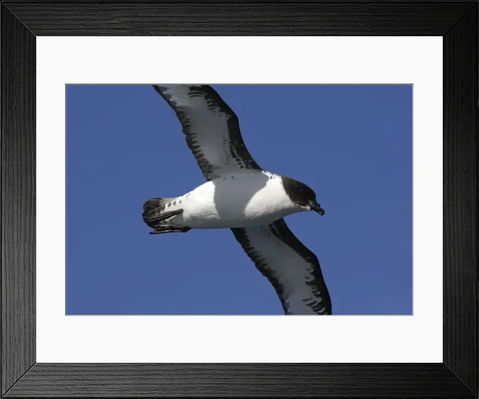 Framed Print : Picture No. 10884710 Framed Print : Picture No. 10884710